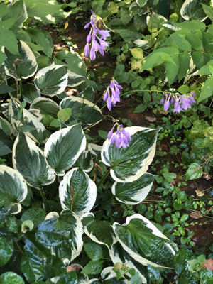 最も濃い紫の花を咲かせる斑入りのホスタ　これも親の生前からあったものです