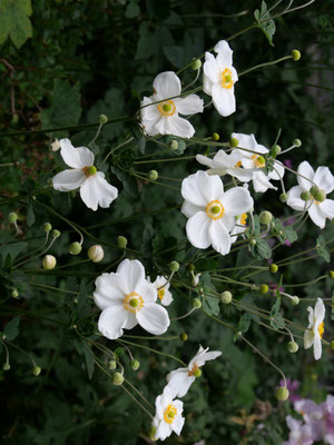 白花のシュウメイギク