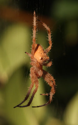 Araneus pallidus / Epeire pâle