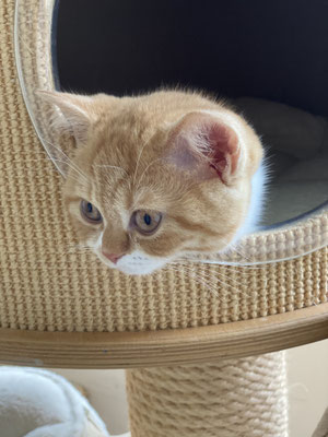 Lilly Belle