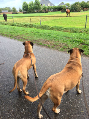 samen met Roos paardjes kijken