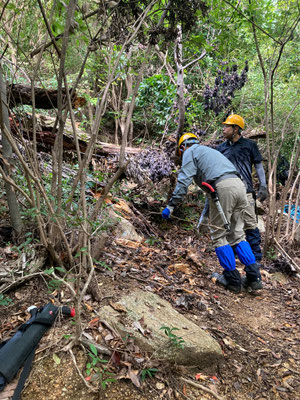 枯コナラの処理
