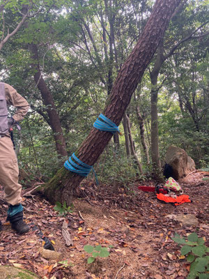 枯マツの伐採準備