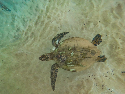 In Kihei bi eusem Airbnb am Strand hemmer gad 4 Schilkis gseh!!