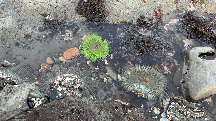 Anemone im Fitzgerold Nature Reserve