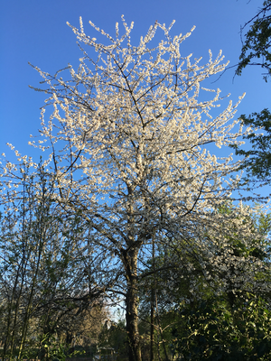 Der Wildkirschbaum in voller Blüte (Dagmar Schülke)