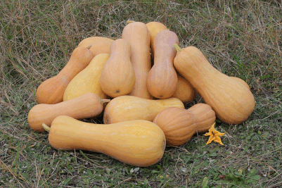 Butternut