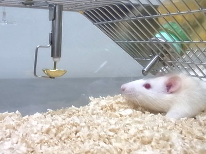 ペレットに近づく動物実験用マウス