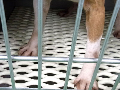 動物病院用ポリテックスノコ