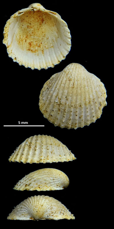 Cardium burdigalinum (giovanile), Miocene dell'Aquitania