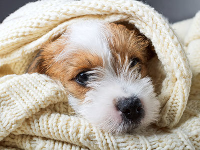 Jack Russell Terrier Welpe in Decke eingekuschelt