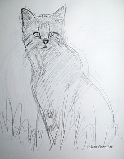 Chat forestier Felis sylvestris dessin Jean Chevallier
