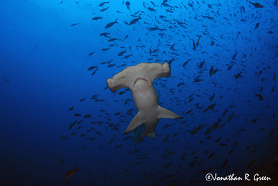 stunning view from underwater of a Scalloped Hammerhead Shark gracefully swimming above, against the backdrop of the diverse marine life