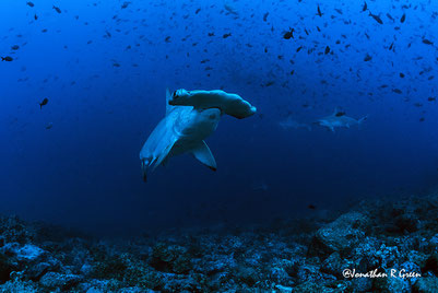 A Scalloped Hammerhead Shark approaches the camera while a diverse group of colorful fish swim in the background, in the vibrant marine environment of the Galapagos Islands