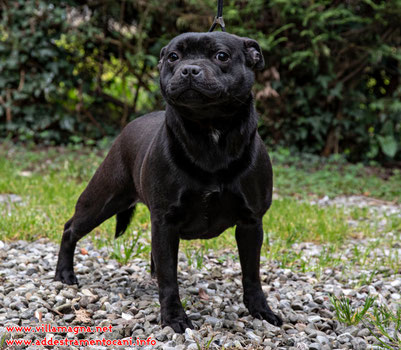 Little Frog ( Staffordshire Bull Terrier )