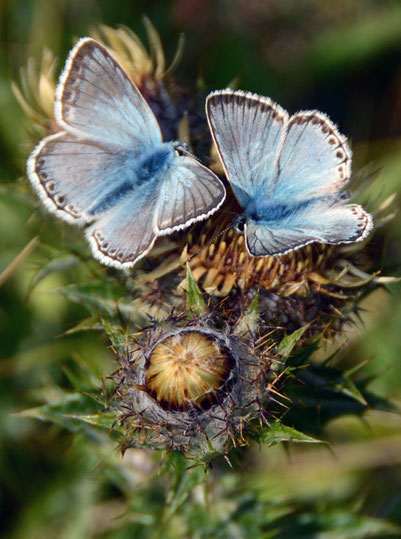 Male and female Chalk Hill Blues (Polyommatus coridon) on a thistlehead, SWindmill Down, South Foreland, St Margarets Bay, Kent.