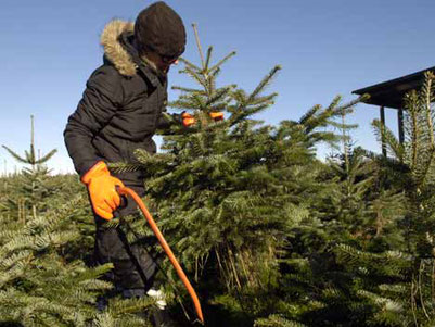 Christbäume selber schneiden in Großhelfendorf, Gemeinde Aying