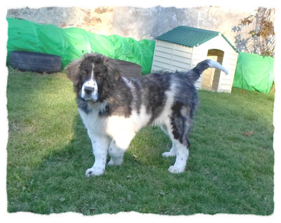 Mâtin des pyrénées à l'école pour chiots à Dax