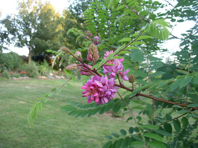 des fleurs roses typiques des robiniers forment des pompons