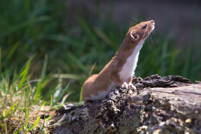 WEASEL® 