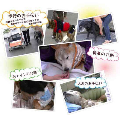 老犬　介護シーン