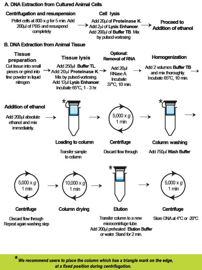 Tissue DNA purification, DNA aufreinigung aus gewebe