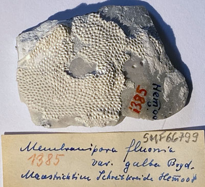 Senckenberg, Bryozoa, Bryozoen, Moostierchen, Sammlung Voigt