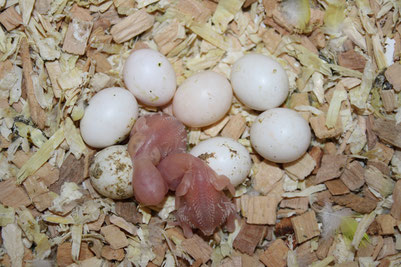 8-6-2018: Bij de nestcontrole zijn de eerste 2 jongen uitgekomen. Het zijn roodoogjes.