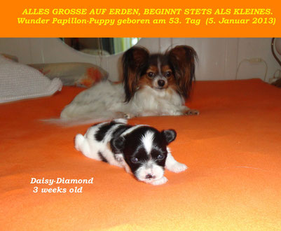 Daisy-Diamond mit Mami Balia