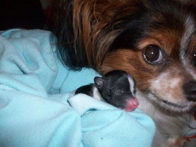 Balia mit Daisy-Diamond