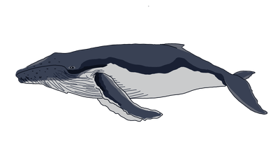 Wal Arten
