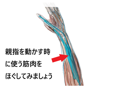 親指を動かす時使う筋肉をほぐしてみましょう