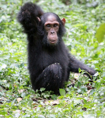 шимпанзе в парке Кибале