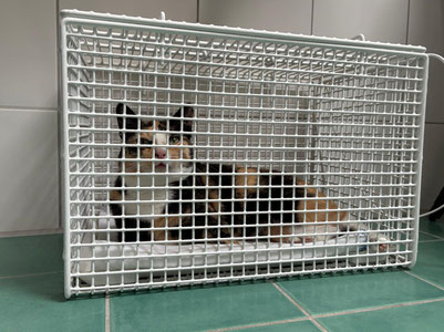 Bild: Katze in Drahtkäfig für Bioresonanztherapie