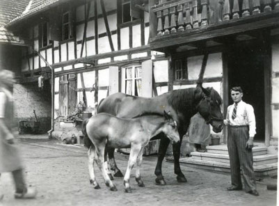 "A l'Ancien Moulin" dans les années 1950 - Une ferme vivant de l'élevage