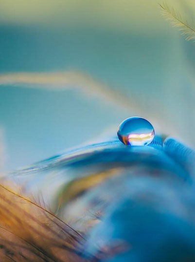 Ein Wassertropfen auf einer blauen Feder - der Hintergrund ist verschwommen