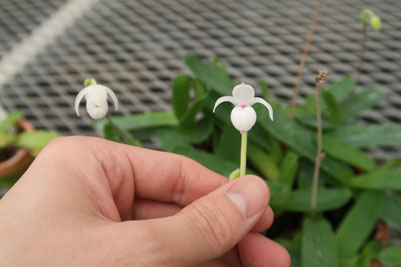 鉢植え　メキシペディウム ゼロフィチカム かわいく咲きました！ - (株)東京オーキット・ナーセリー