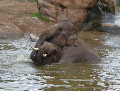 Badetag im Chester Zoo