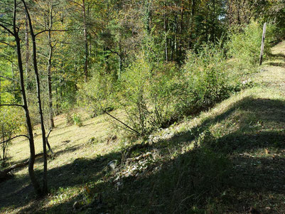 Stapflen,, westl. Lichtung im herbstlichen Sonnenlicht          [28. Okt. 2013]