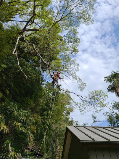 ロープを使って巨木に登って点検、剪定、伐採するところです。