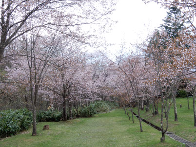 神楽岡公園