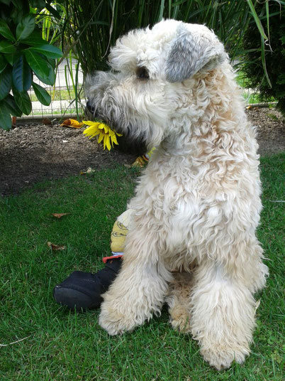 Cooper hilft bei der Gartenarbeit