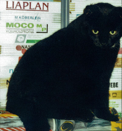 Der Zollstockkater