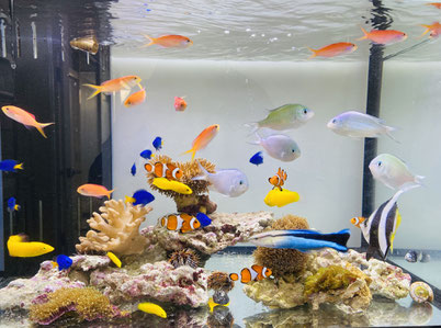 はじめての海水魚飼育 海水魚水槽を上手に設置 管理するためのポイントとは アクアレンタリウム はじめての海水魚飼育 海水魚水槽を上手に設置 管理するためのポイントとは アクアレンタリウム