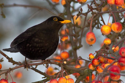 chants cris oiseaux merle noir