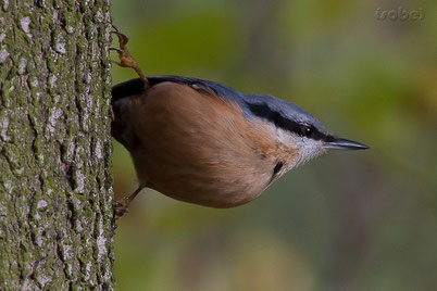 chant cri sittelle torchepot oiseaux