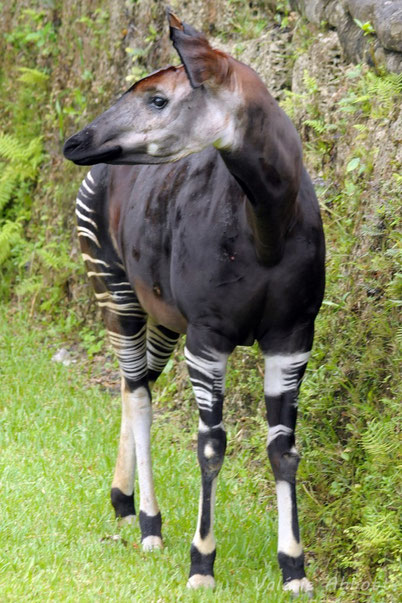 okapi