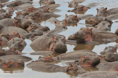 cri hippopotame animaux