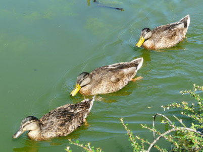 cri chant animaux ferme canard