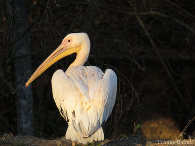 cri chant pelican blanc oiseaux